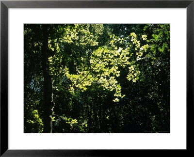 Formosan Sweetgum, Backlit Leaves, Thailand by Dr. Cannon Raymond Pricing Limited Edition Print image