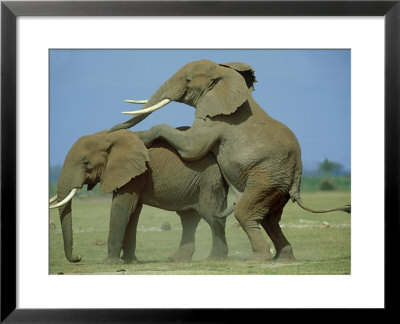 African Elephant, Male Mounting Male, Kenya by Martyn Colbeck Pricing Limited Edition Print image