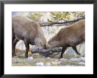 Ibex, Young Males Fighting, Switzerland by David Courtenay Pricing Limited Edition Print image
