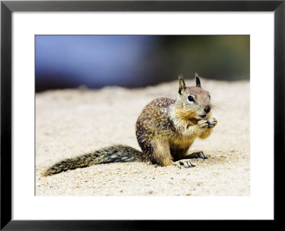 Beecheys Ground Squirrel, Feeding On Ground, California, Usa by David Courtenay Pricing Limited Edition Print image