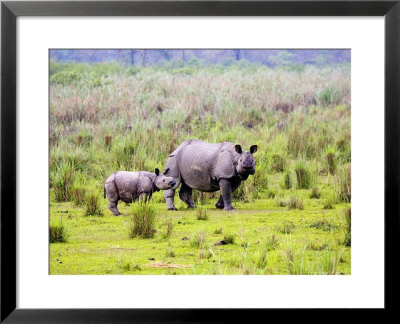 Indian Rhinoceros, Mother And Calf, Assam, India by David Courtenay Pricing Limited Edition Print image