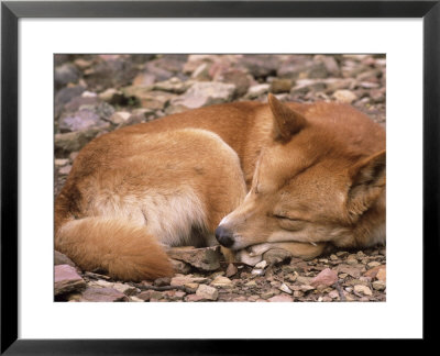 Dingo, Sleeping, Australia by Daniel Cox Pricing Limited Edition Print image