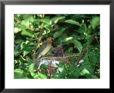 Cedar Waxwing, Feeding Young, Illinois by Daybreak Imagery Pricing Limited Edition Print image