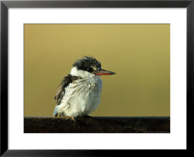 Striped Kingfisher, Kenya by Kenneth Day Pricing Limited Edition Print image