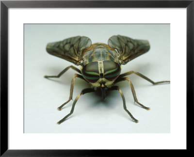 Horse Fly, Tabanus Sulcifrons Female Showing Refractive Colour Banding On Eyes, Ohio by David M. Dennis Pricing Limited Edition Print image