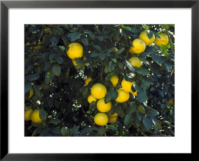 Grapefruit On Treefla by David M. Dennis Pricing Limited Edition Print image