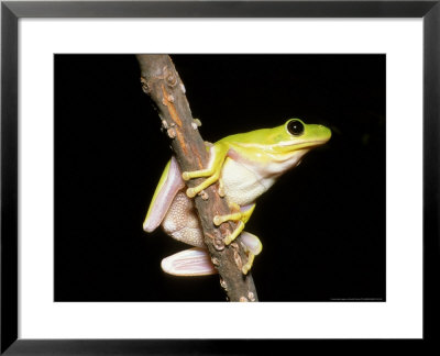 Green Tree Frog by David M. Dennis Pricing Limited Edition Print image