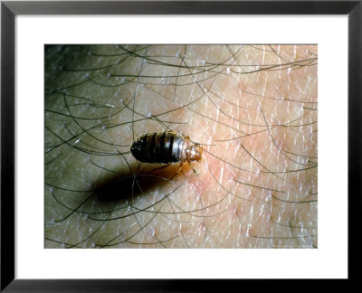 Bedbug by David M. Dennis Pricing Limited Edition Print image