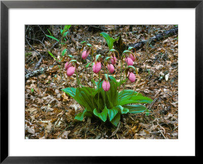 Flowering Plant by David M. Dennis Pricing Limited Edition Print image