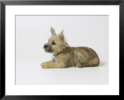 Cairn Terrier Puppy, 4 Months Old by David M. Dennis Pricing Limited Edition Print image