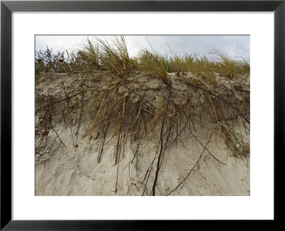 Plant Roots, Merritt Island National Wildlife Refuge, Usa by David M. Dennis Pricing Limited Edition Print image