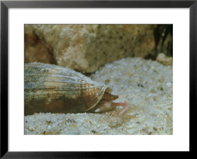 Conus Arenatus, Catching Fish Prey by Paulo De Oliveira Pricing Limited Edition Print image