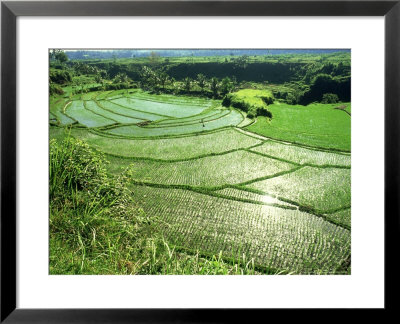 Rice Terraces, Bali by John Downer Pricing Limited Edition Print image