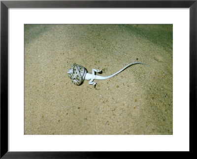 Diademed Sand-Snake, Squeezing Its Prey, Israel by Fredrik Ehrenstrom Pricing Limited Edition Print image