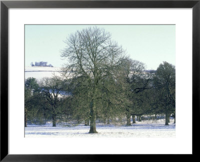 Horse Chestnut In Winter, Uk by Mike England Pricing Limited Edition Print image