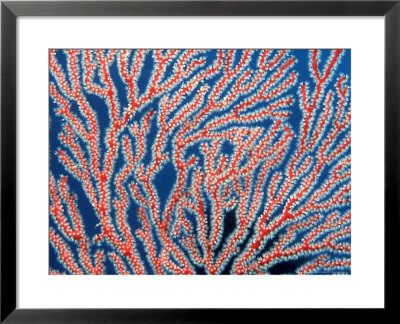 Red Gorgonian Coral, Fiji by David B. Fleetham Pricing Limited Edition Print image