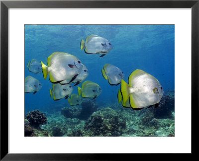 Longfin Spadefish, Sipidan Island, Malaysia by David B. Fleetham Pricing Limited Edition Print image