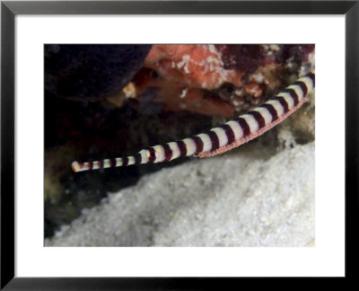 Banded Pipefish, Male With Eggs, Malaysia by David B. Fleetham Pricing Limited Edition Print image