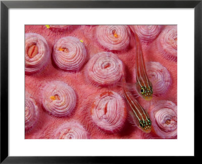 Striped Triplefin On Tubastraea Coral, Indonesia by David B. Fleetham Pricing Limited Edition Print image