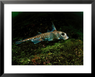 Ratfish, British Columbia, Canada by David B. Fleetham Pricing Limited Edition Print image