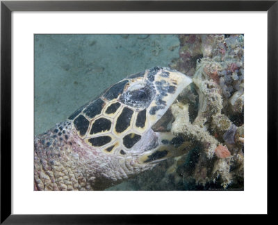 Hawksbill Turtle, Breaking Coral In Search Of Food, Malaysia by David B. Fleetham Pricing Limited Edition Print image