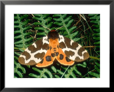 Garden Tiger Moth, Imago, Clipstone Forest, Nottinghamshire, Uk by David Fox Pricing Limited Edition Print image