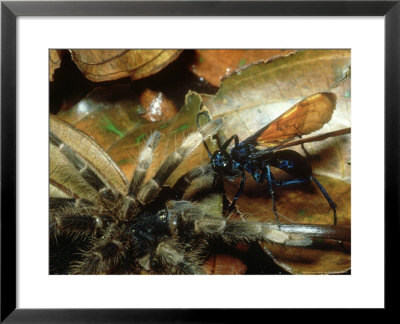 Pompilid Spider Wasp, Rain Forest, Central America by Michael Fogden Pricing Limited Edition Print image