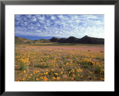 Namaqualand Daisies, South Africa by Michael Fogden Pricing Limited Edition Print image