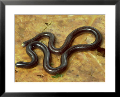Worm Snake, Dry Forest, Costa Rica by Michael Fogden Pricing Limited Edition Print image