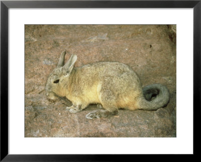 Mountain Viscacha, Bolivia by Paul Franklin Pricing Limited Edition Print image