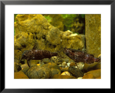 Upside Down Catfish, Central W. Africa, & Congo Basin by Max Gibbs Pricing Limited Edition Print image