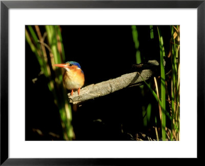 Malachite Kingfisher, Perching, Botswana by Patricio Robles Gil Pricing Limited Edition Print image