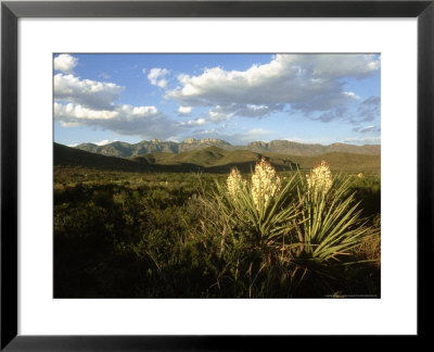 Spanish Dagger, El Carmen Mountains, Mexico by Patricio Robles Gil Pricing Limited Edition Print image