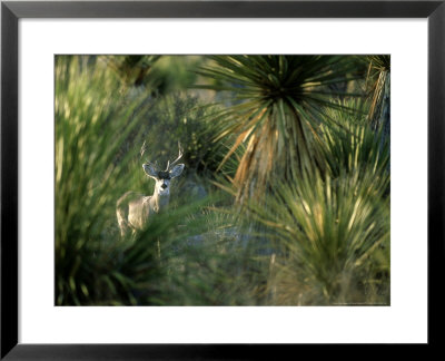 Mule Deer, Male, Mexico by Patricio Robles Gil Pricing Limited Edition Print image