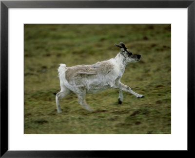 Spitsbergen Reindeer, Running, Svalbard Arctic by Patricio Robles Gil Pricing Limited Edition Print image