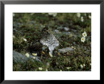 Purple Sandpiper, With Chicks, Arctic by Patricio Robles Gil Pricing Limited Edition Print image