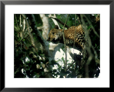 Jaguar, Single, Mexico by Patricio Robles Gil Pricing Limited Edition Print image