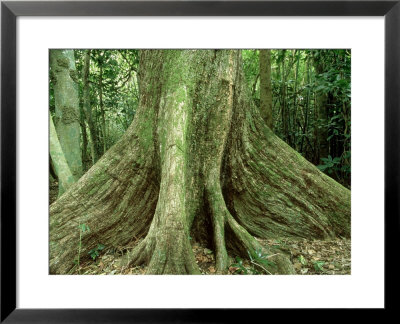Natapoa Tree, Vanuatu Island, South Pacific by Patricio Robles Gil Pricing Limited Edition Print image