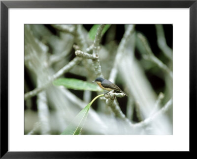 Vanikoro Flycatcher, South Pacific by Patricio Robles Gil Pricing Limited Edition Print image
