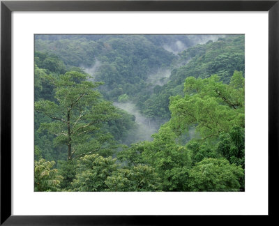 Tropical Forest, Southwestern Pacific by Patricio Robles Gil Pricing Limited Edition Print image