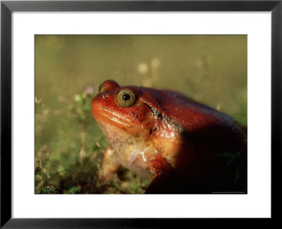 Tomato Frog, Single, Madagascar by Patricio Robles Gil Pricing Limited Edition Print image