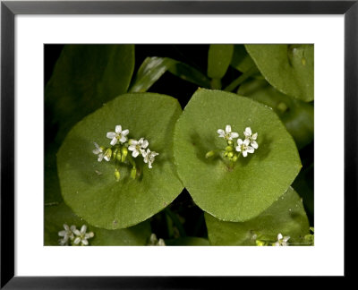 Claytonia Perfoliata, Usa by Bob Gibbons Pricing Limited Edition Print image