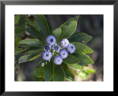 An Endemic Globularia, Spain by Bob Gibbons Pricing Limited Edition Print image