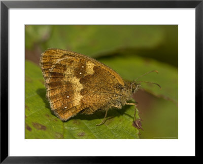 Hedge Brown Or Gatekeeper Butterfly, Pyronia Tithonus by Bob Gibbons Pricing Limited Edition Print image