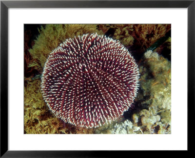 White-Tip Sea Urchin, Sicily, Mediterranean Sea by Karen Gowlett-Holmes Pricing Limited Edition Print image
