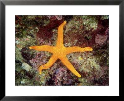 Seastar, Kangaroo Island, Australia by Karen Gowlett-Holmes Pricing Limited Edition Print image