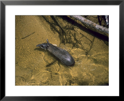 Brazilian Tapir In Creek Aerial View, Brazil by Nick Gordon Pricing Limited Edition Print image