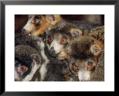 Mongoose Lemur, Males And Females, Dupc by David Haring Pricing Limited Edition Print image