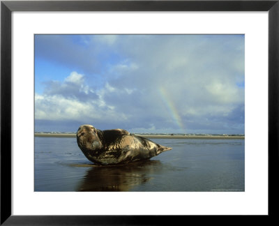 Grey Seal Halichoerus Grypus Bull On Sand Bar Showing Habitat Uk by Mark Hamblin Pricing Limited Edition Print image