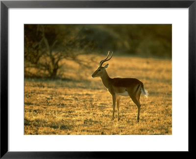 Impala, Aepyceros Melampus Melampus Male In Dry Grassland Botswana, Southern Africa by Mark Hamblin Pricing Limited Edition Print image